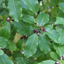 Pittosporum tenuifolium 2L 15-20cm