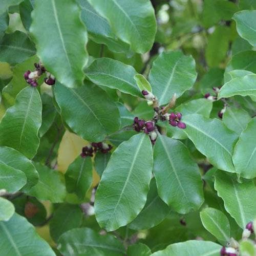 Pittosporum tenuifolium 2L 15-20cm - Image 3