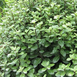 Pittosporum tenuifolium 2L 15-20cm