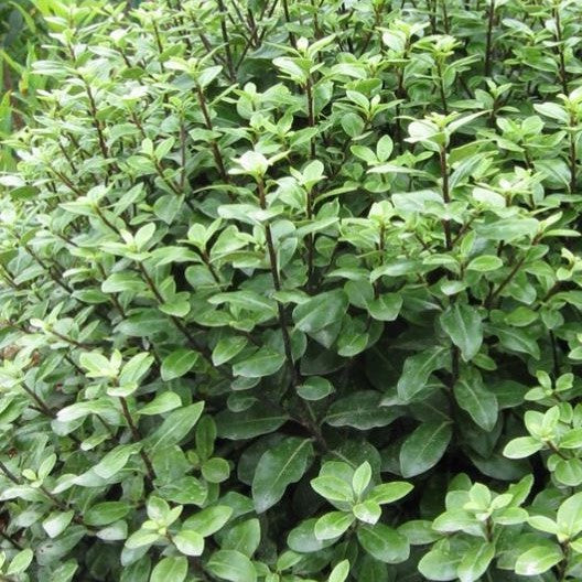 Pittosporum tenuifolium 2L 15-20cm