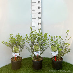 Pittosporum tenuifolium 2L 15-20cm