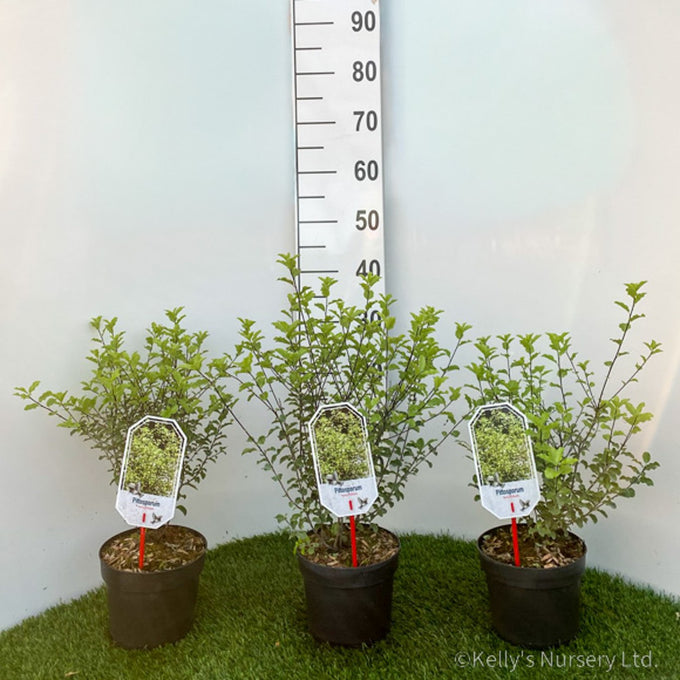 Pittosporum tenuifolium 2L 15-20cm - Image 2
