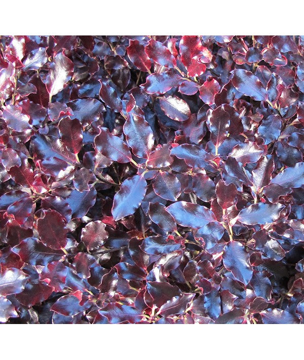 Pittosporum Tom Thumb 3lt plant in pot, compact evergreen shrub, ideal for gardens – available at Keans Claremorris