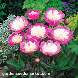 Paeonia 'Bowl of Beauty' 4L Dp HERBACEOUS