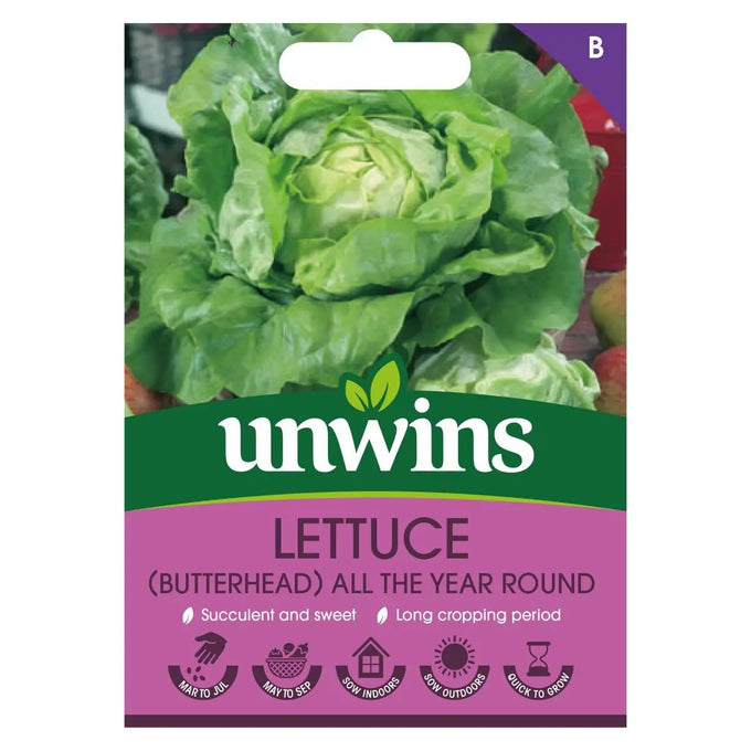 Butterhead lettuce All The Year Round, sweet tender heads, ideal for summer sowing – Keans Claremorris