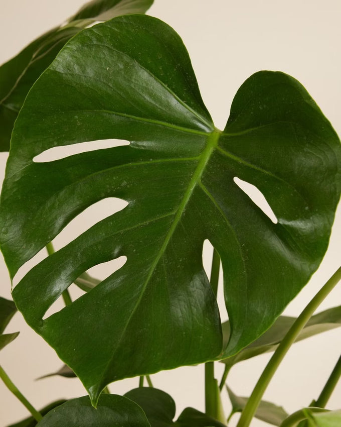 Monstera deliciosa P17 Houseplant - Image 2