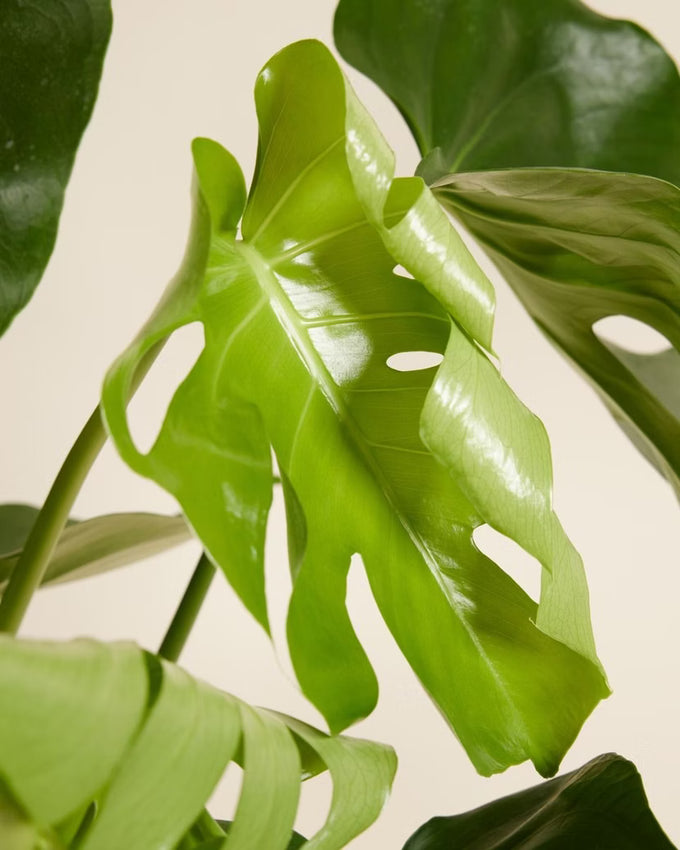 Monstera deliciosa P17 Houseplant - Image 3