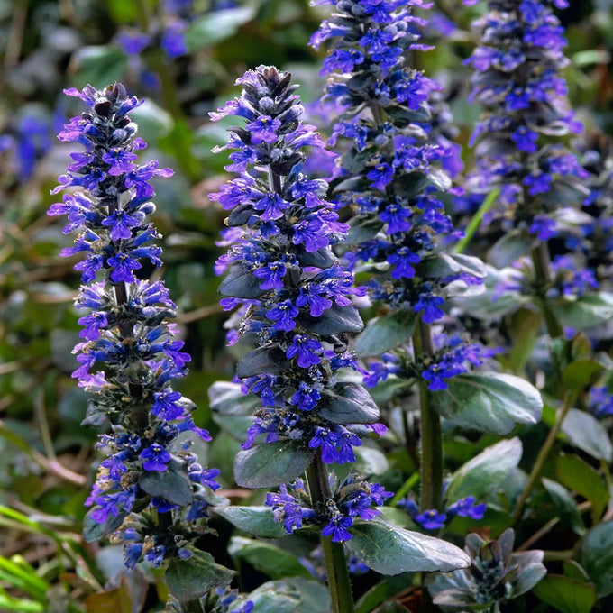 Ajuga rep. 'Catlin's Giant' 9cm - Image 2