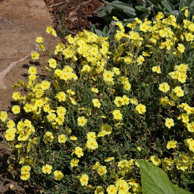 Helianthemum Wisley Primrose 9cm - Image 2