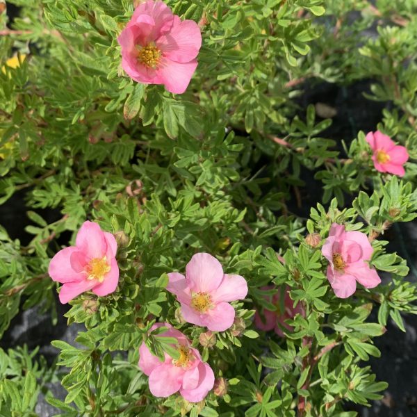 Potentilla f. 'Lovely Pink' 2L