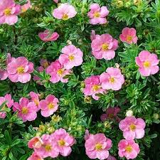Potentilla f. 'Lovely Pink' 2L