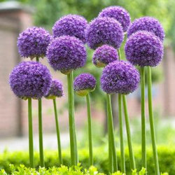 Allium 'Gladiator', 2L