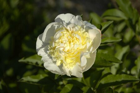 Paeonia lactiflora 'Primavere' 4L Dp HERBACEOUS