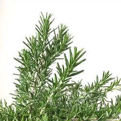 Rosmarinus Prostratus P14 25cm