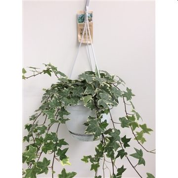 Hedera green/white / P17 - hangpot