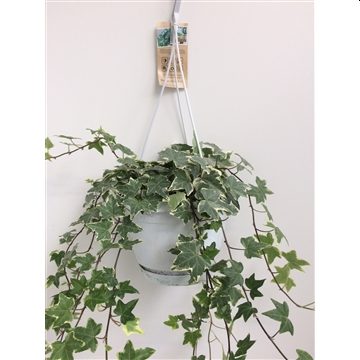 Hedera green and white hanging plant in P17 pot, perfect for indoor decor – available at Keans Claremorris.