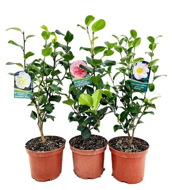 Camellia Japonica Nagasaki shrub with deep pink marbled white flowers, glossy dark green leaves, blooms Feb-Apr, Keans