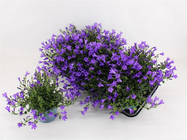 Campanula Campala® Kris / P12 - KeansClaremorris