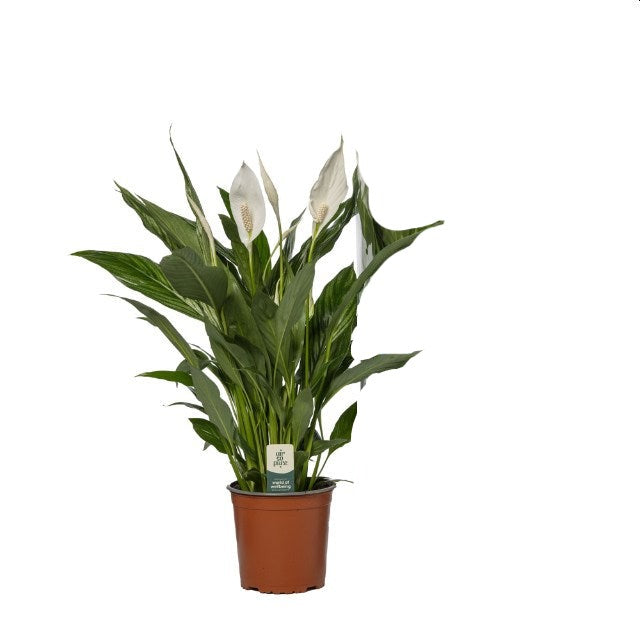 Spathiphyllum 'Silver Cupido' with silver-green leaves and white flowers, air-purifying indoor plant, Keans Claremorris.