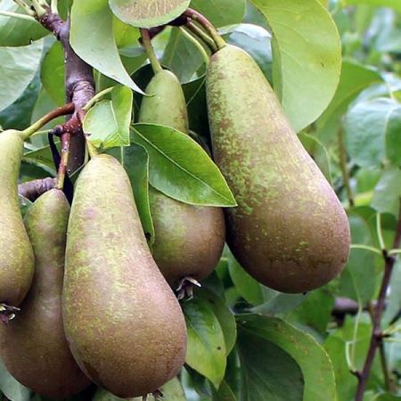 Pyrus c. Conference Pear Tree 