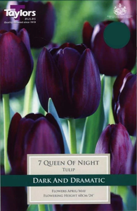 Tulip Queen of Night pack of 7