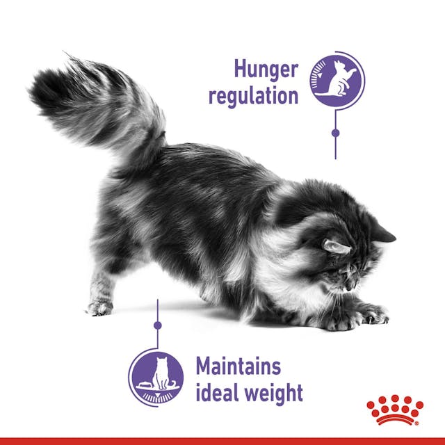 Royal Canin Appetite Control Care Cat Food 3.5kg – Weight Management Formula | Keans Claremorris