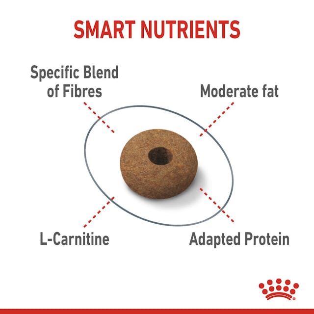 Royal Canin Appetite Control Care Cat Food 3.5kg – Weight Management Formula | Available at Keans Claremorris