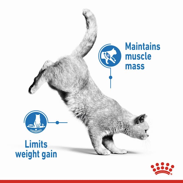 Royal Canin Light Weight Care Cat Food 1.5kg pack available at Keans Claremorris for healthy cat weight management
