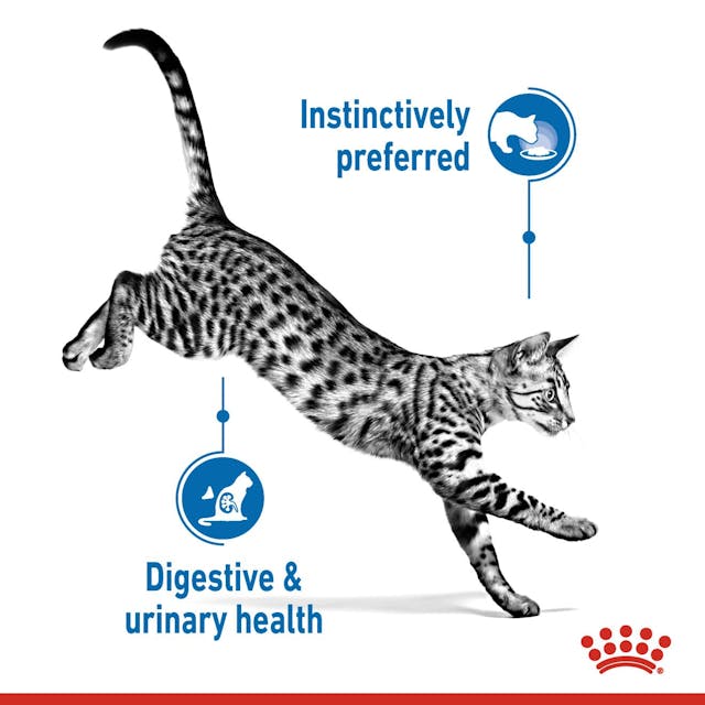 Royal Canin Indoor Care Cat Pouch Jelly 85g – Wet Cat Food, Keans Claremorris