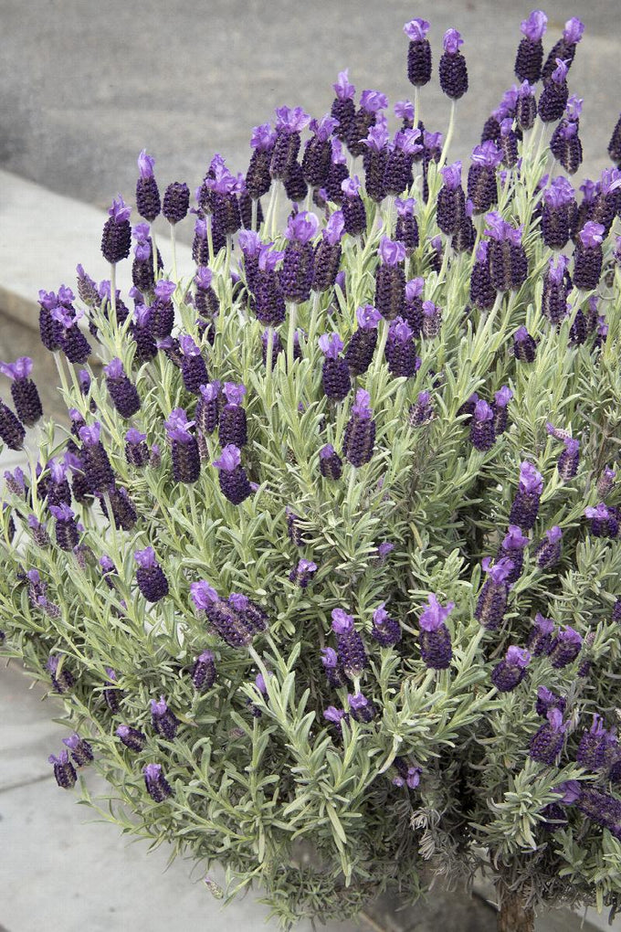 Lavandula stoechas Anouk P10.5 H20cm - Image 2