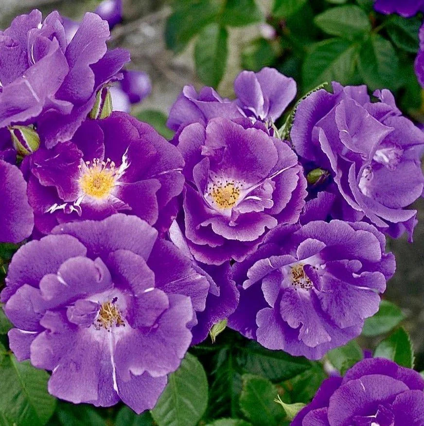 Rosa 'Rhapsody In Blue' ® 4.5L 04-Rose, Floribunda - Image 2