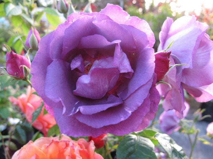 Rosa 'Rhapsody In Blue' ® 4.5L 04-Rose, Floribunda - Image 1