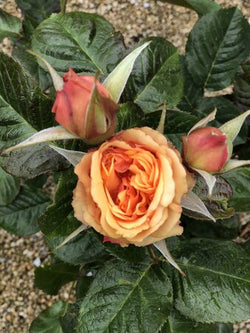 Rosa 'Amber Sun' 4.5L Patio