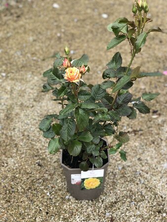 Rosa 'Amber Sun' 4.5L Patio - Image 3