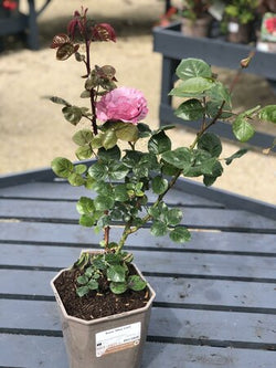Rosa 'Blue Girl' 4.5L