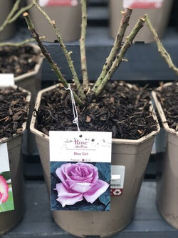 Rosa 'Blue Girl' 4.5L
