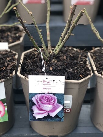 Rosa 'Blue Girl' 4.5L - Image 3