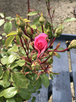 Rosa ‘Bonica’ – Floribunda Rose (4.5L)