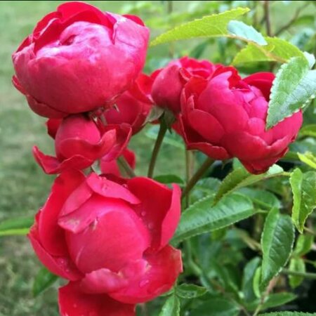 Rosa ‘Mother’s Day’ – Patio Rose (4.5L) - Image 1