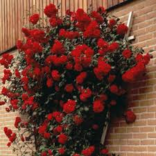 Rose Paul's Scarlet Climbing Mix 4.5Ltr - Image 2