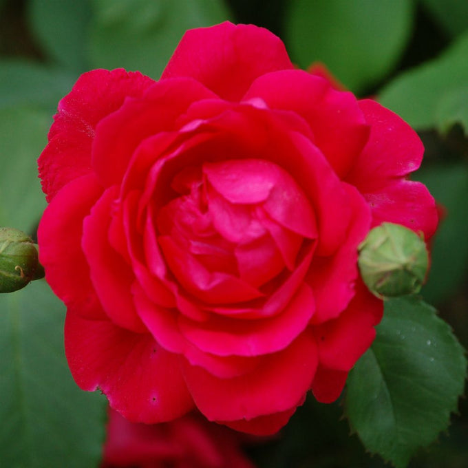 Rose Paul's Scarlet Climbing Mix 4.5Ltr - Image 1
