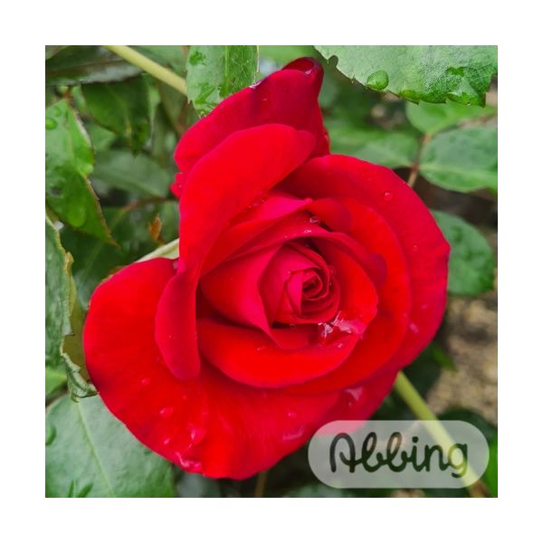 Rosa Grande Classe Hybrid Tea rose with large deep red blooms and rich fragrance, 4.5L pot – Keans Claremorris.