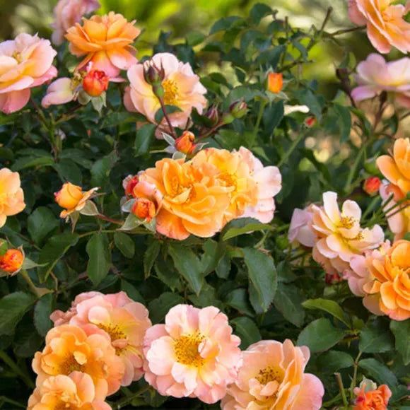 Flower Carpet Rose Amber 3.5L - disease resistant, hardy ground cover with orange-yellow blooms, repeat flowering June-Nov |