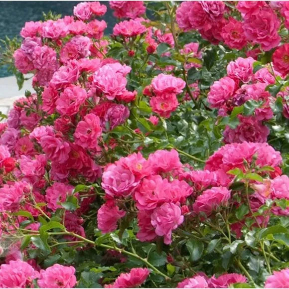 Flower Carpet Rose Pink Supreme 3.5L - hardy, disease-resistant ground cover rose with pink blooms, Keans Claremorris.