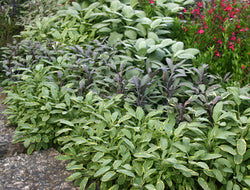 Salvia Officinalis Mix P14 25cm