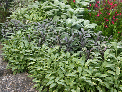 Salvia Officinalis Mix P14 25cm - Image 2