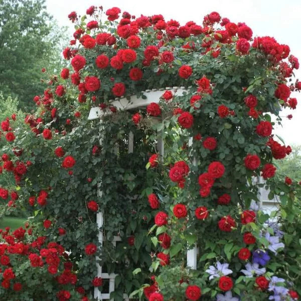 Rose Santana Climbing Rose4.5Ltr - Image 2