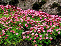 Saxifraga 'Peter Pan' 9cm ROCKERY