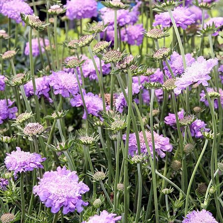 Scabiosa 'Butterfly Blue', 2L - Image 2