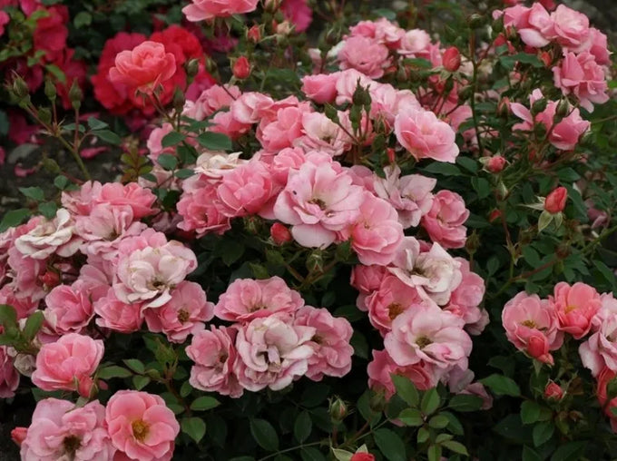 Rosa Sweet Cover 3L - Image 2